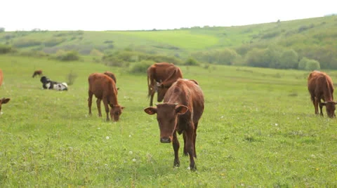 Calf in a meadow Stock Footage 25477980