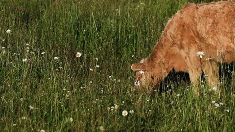 Calf in meadow Stock Footage 80064839