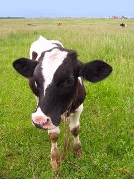Calf at a meadow Stock Photos