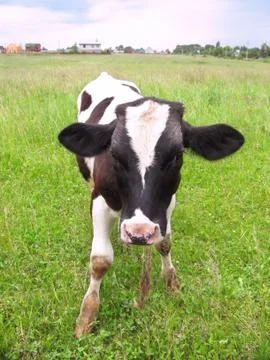Calf at a meadow Stock Photos