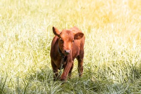 Calf in the meadow. Stock Photos