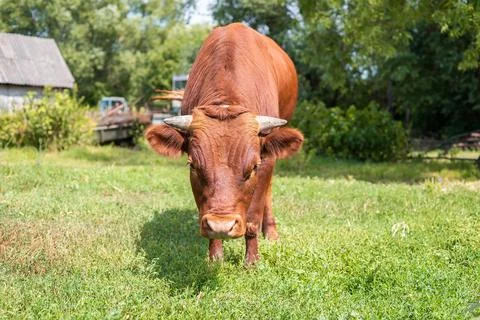 Calf in the meadow. Stock Photos