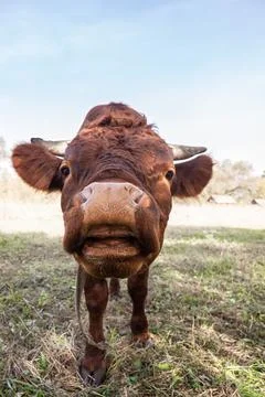 Calf in the meadow. Stock Photos