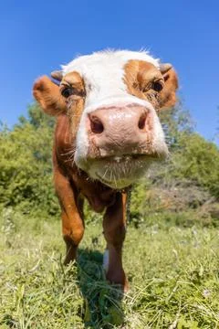 Calf in the meadow Foto stock