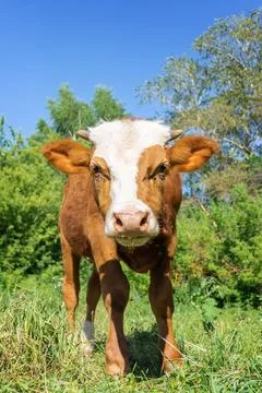 Calf in the meadow. Stock Photos