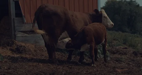 Calf Milking On Barn Stock Footage 93901199