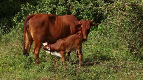 Calf milking momma Stock Footage 35295826