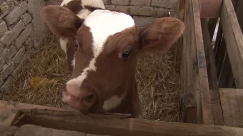 Calf mooing Stock Footage 47872702