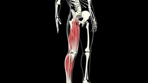 Calf Muscles 動画素材 121726862