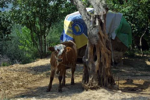 Calf next to the tree Foto stock