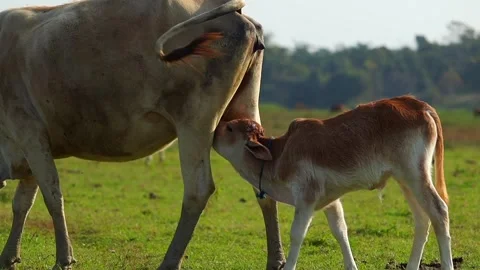 Calf Nursing From Cow While Grazing in Green Field Stock Footage 327609238