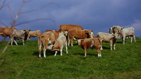 Calf Nursing With Cows In Pasture Stock Footage 138652885