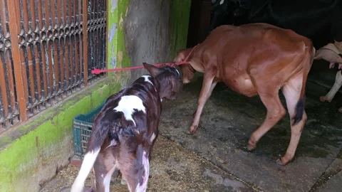 Calf Nursing in the Field Stock Footage 313571757