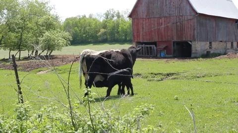 Calf nursing Stock Footage 6732016