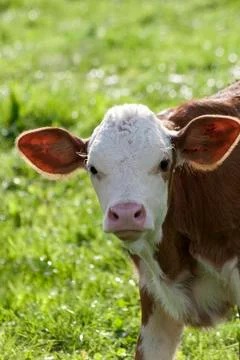 Calf outside on meadow Stock Photos