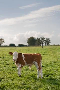 Calf outside on meadow Stock Photos