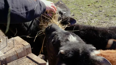 Calf, in a paddock. A man feeds hay Stock Footage 238630554