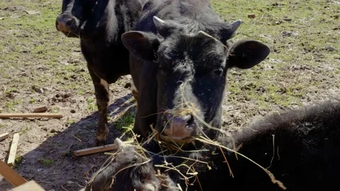Calf, in a paddock. A man feeds hay Stock Footage 238630582