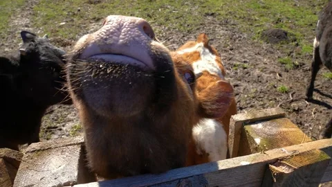 Calf, in a paddock. A man feeds hay Stock Footage 238630584