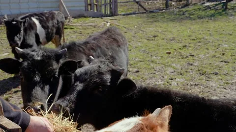 Calf, in a paddock. A man feeds hay Stock Footage 238630593