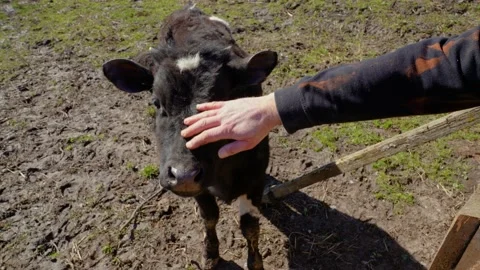 Calf, in a paddock. A man feeds hay Stock Footage 238630594