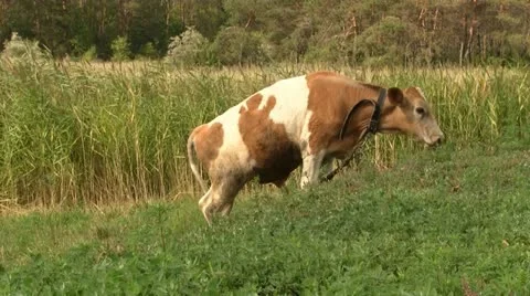 Calf on pasture 스톡 동영상 11799892
