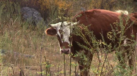 Calf on the pasture Stock Footage 44238446