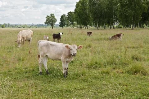 Calf in the pasture Stock Photos