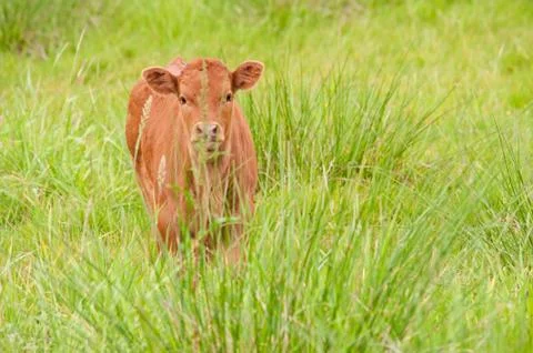 Calf on the pasture Stock Photos