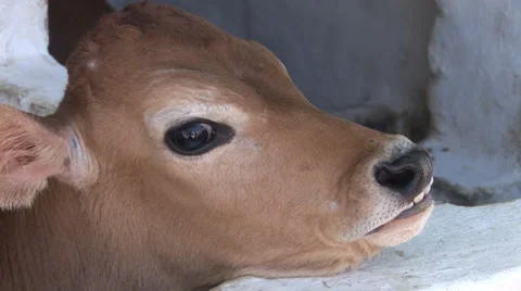 Calf in a pen Stock Footage 27346708