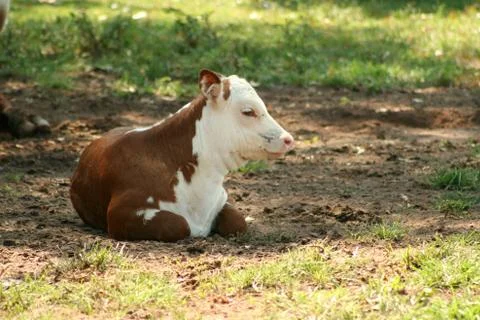 Calf Stock Photos