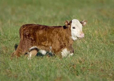 Calf Stock Photos