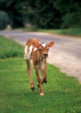 Calf Stock Photos