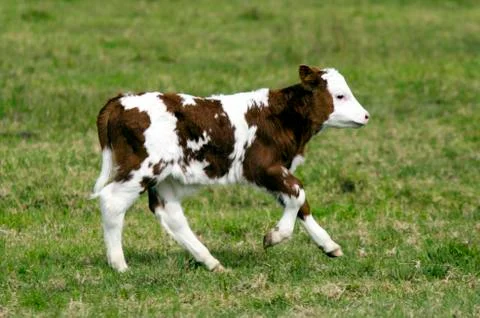 Calf Stock Photos
