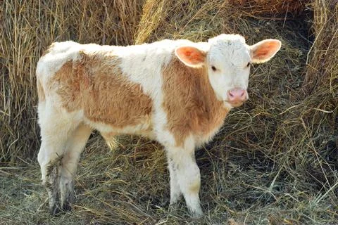 Calf Stock Photos