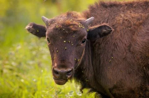 A Calf 스톡 사진