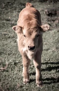 Calf Stock Photos