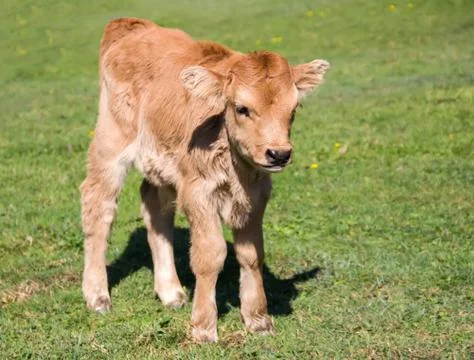Calf Stock Photos
