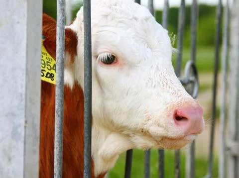 Calf Stock Photos