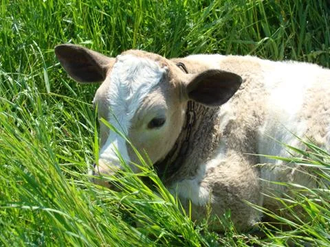 Calf Stock Photos