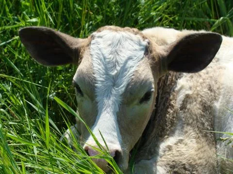 Calf Stock Photos