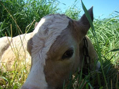 Calf Foto stock