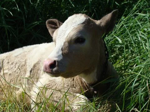 Calf Stock Photos