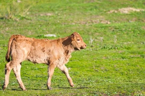 Calf Fotos Stock