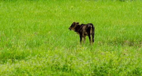 Calf Stock Photos