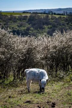 A Calf Stock Photos