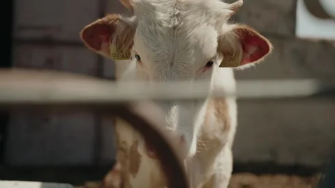 Calf portrait Stock Footage 320268209