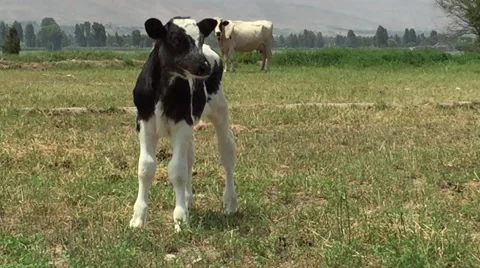 Calf Poses For Camera on Peruvian Farm Video stock 48041569