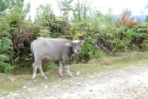 The calf is released into the wild Stock Photos