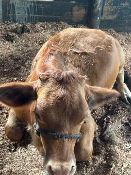 Calf Resting in the Barn Stock Photos